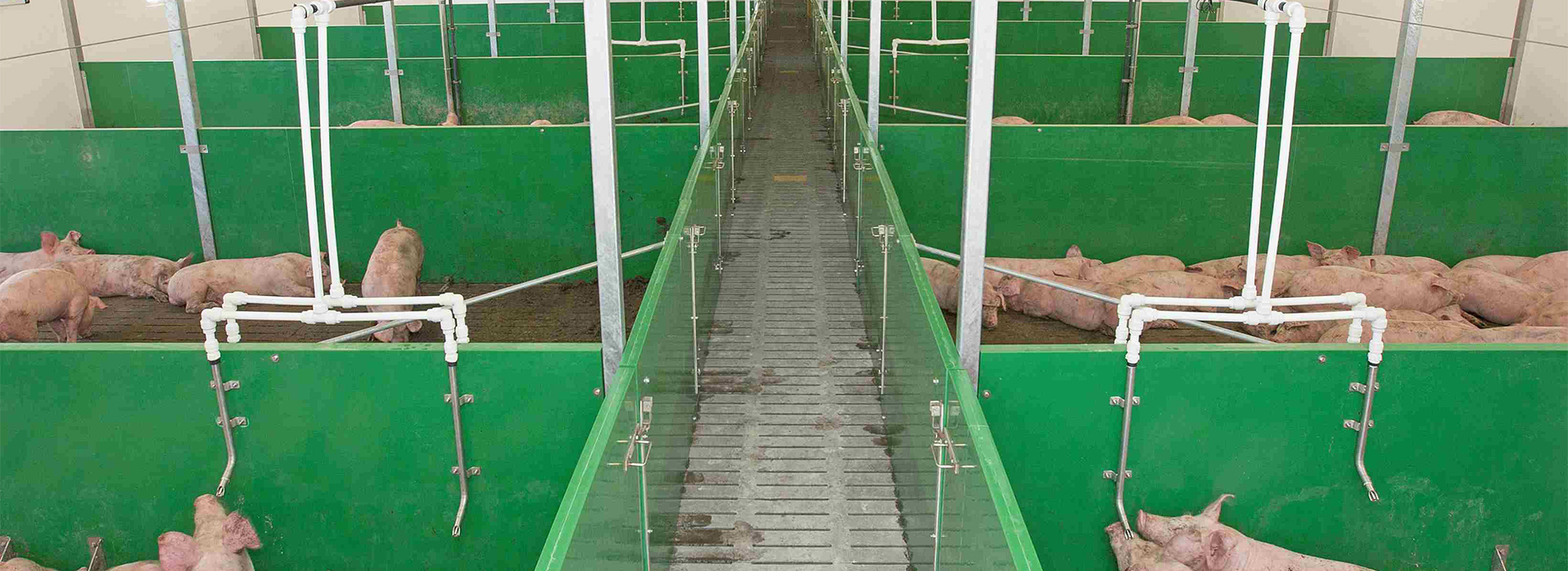 PVC硬板育肥舍应用